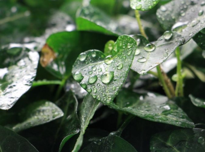 常春藤病害防治 常春藤病害防治