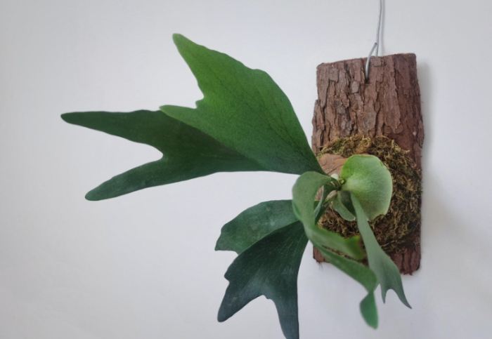 鹿角蕨養護 鹿角蕨養護