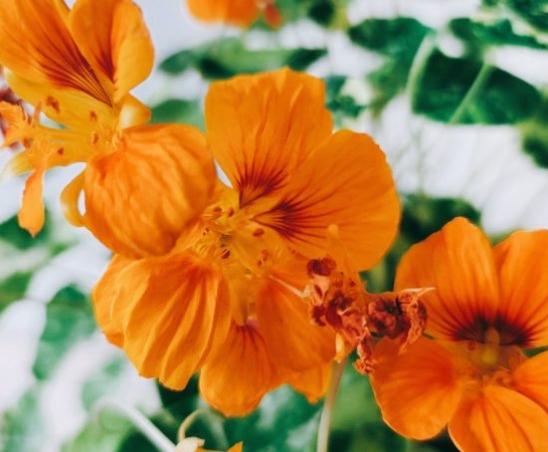 金蓮花使用注意事項 金蓮花使用注意事項