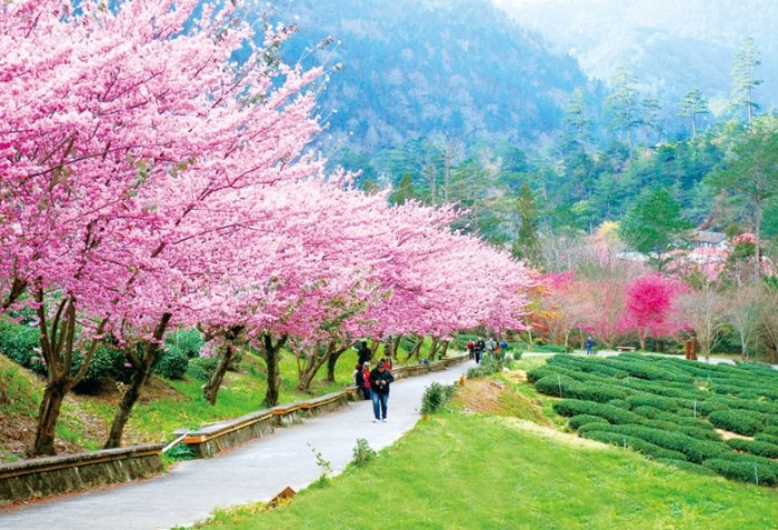 武陵農場兩天一夜 武陵農場兩天一夜