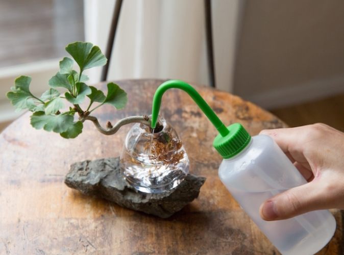 福木种子发芽方法