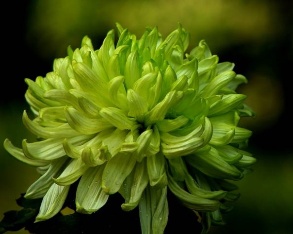 菊花花期管理 菊花花期管理