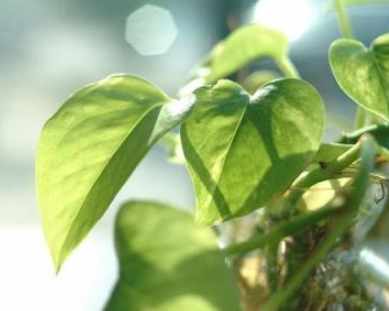 黃金葛根黑使用 黃金葛根黑使用