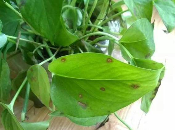 黃金葛根黑功效 黃金葛根黑功效