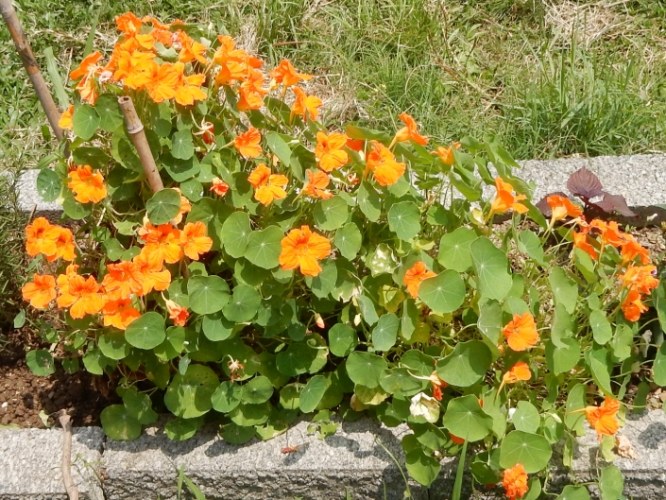 金蓮花副作用 金蓮花副作用