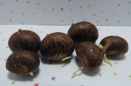 福木种子处理技巧