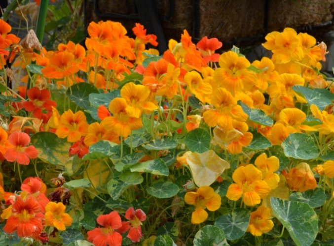 金蓮花使用注意事項 金蓮花使用注意事項