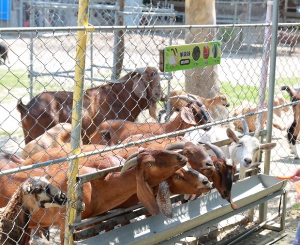台南動物園農場 評價