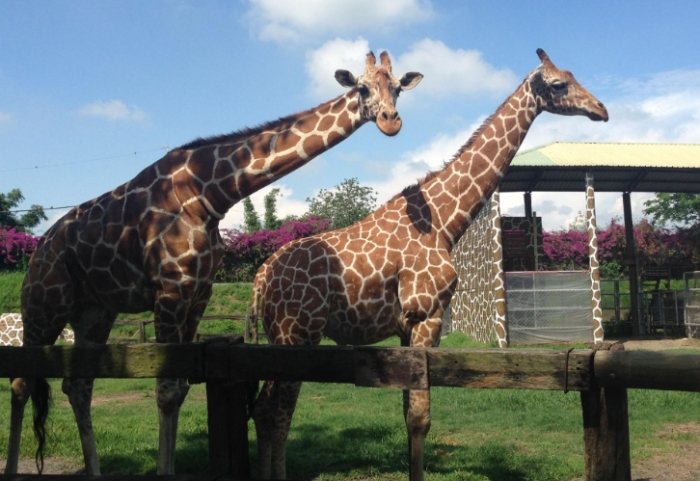 台南動物園農場 評價