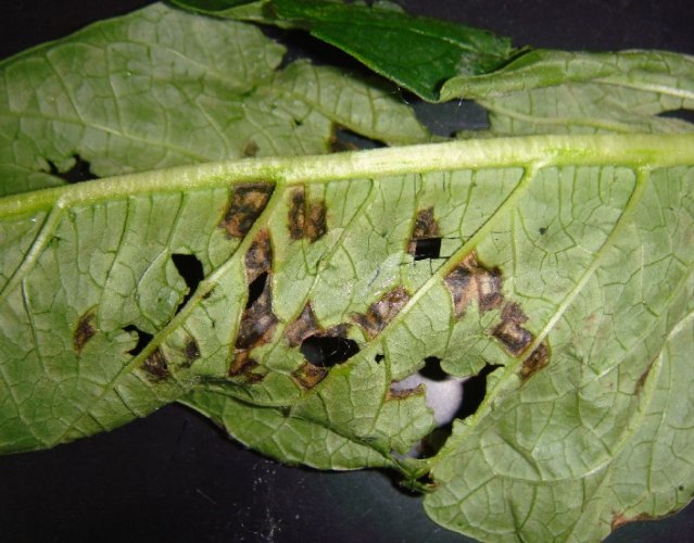 葉斑病症狀 葉斑病症狀