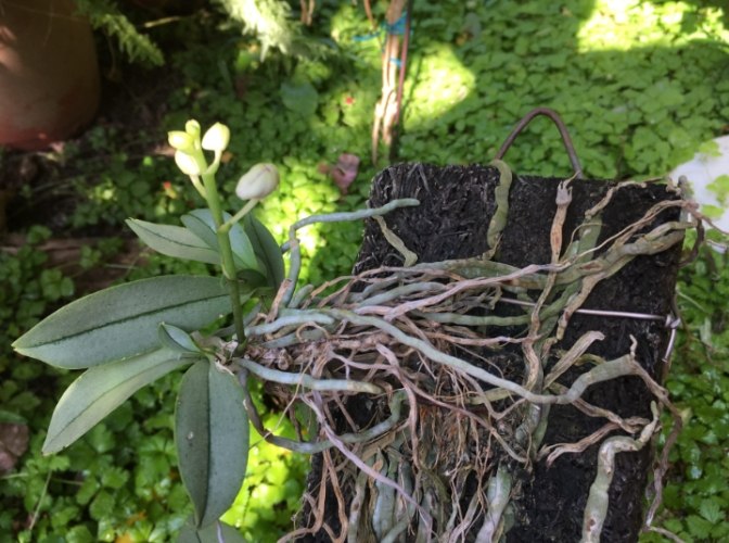 蘭花氣根太多處理