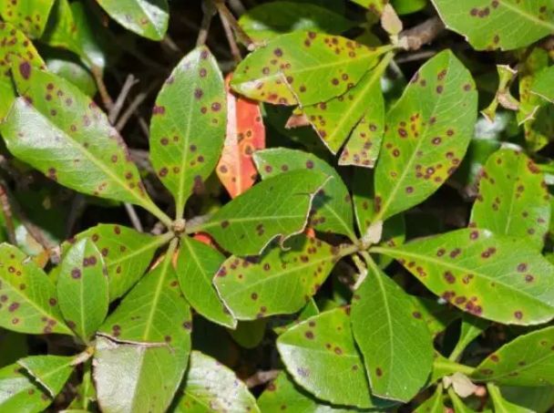 葉斑病症狀 葉斑病症狀