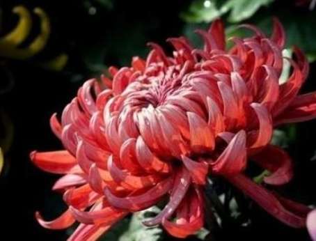 牡丹菊開花時間 牡丹菊開花時間