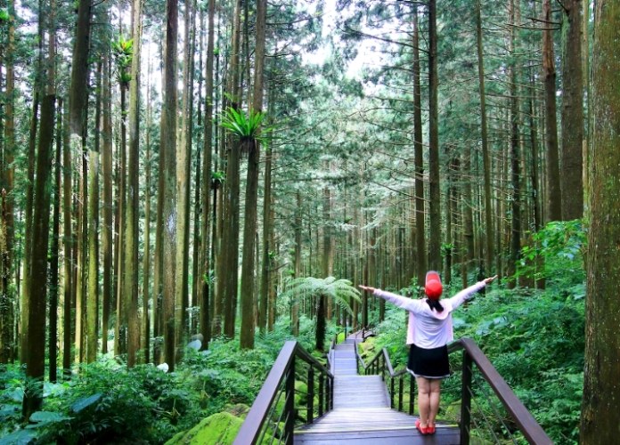 奮起湖開車路況 奮起湖開車路況