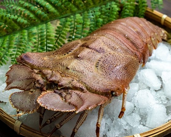 外星生物介紹 外星生物介紹
