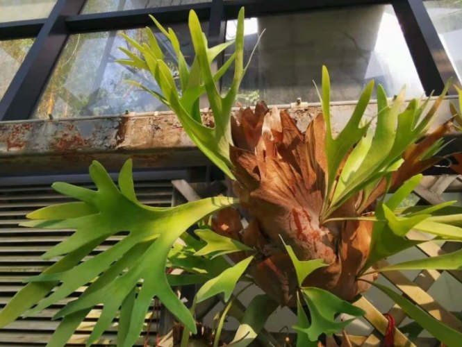 水苔更換時間 水苔更換時間