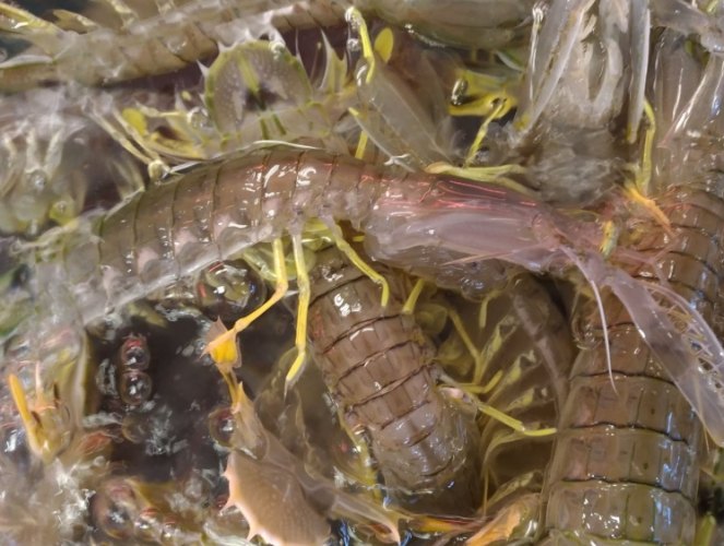 口蝦蛄 料理方法