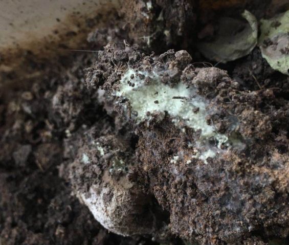 盆土發霉 盆土發霉