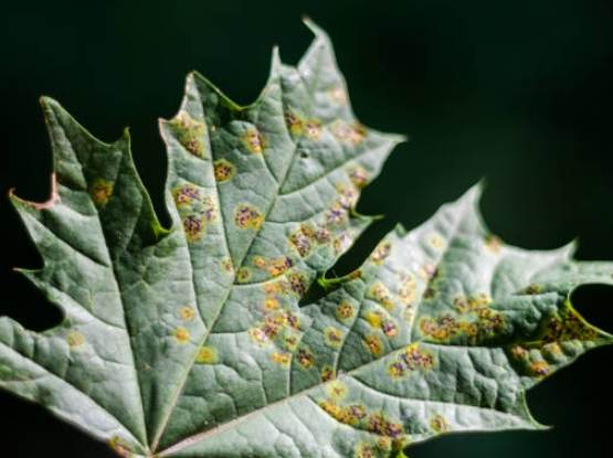 葉斑病症狀 葉斑病症狀