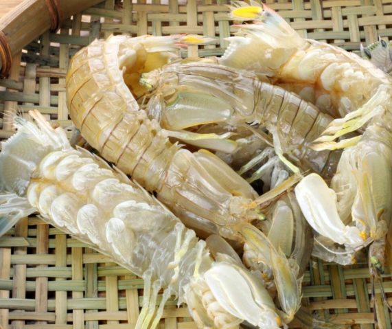 口蝦蛄 怎麼挑選