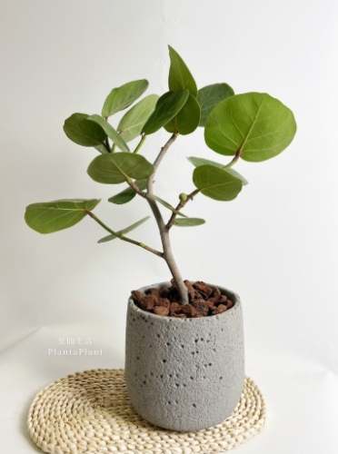 海葡萄植物養護