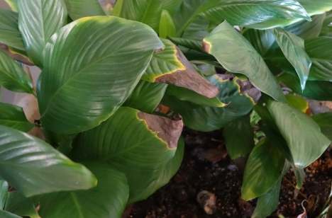 福木葉子變黃處理