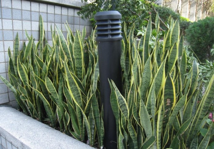 虎尾蘭施肥方法