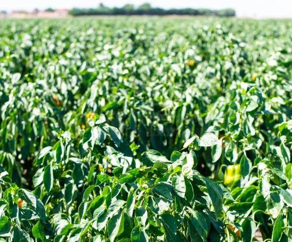 辣椒种植技巧 辣椒种植技巧