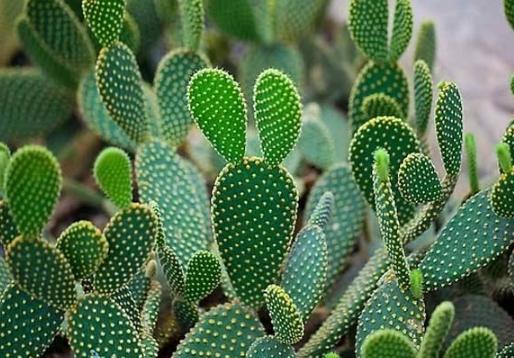 仙人掌根部養護