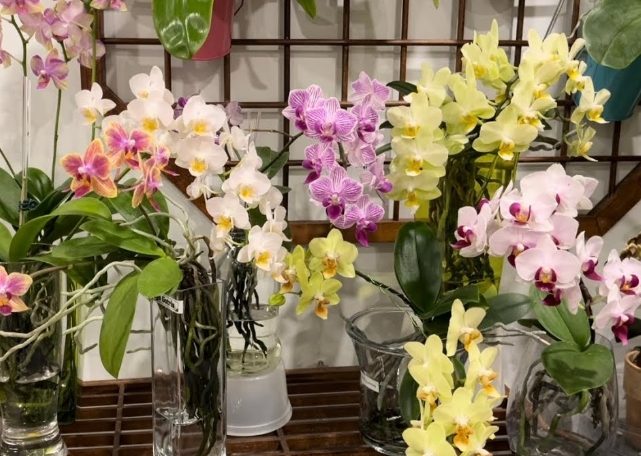 水培蘭花方法 水培蘭花方法