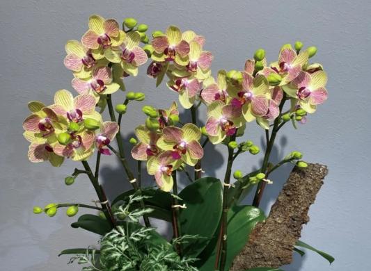 蘭花風水 蘭花風水