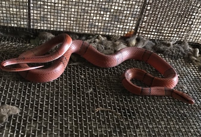 夢見蛇 心理學 夢見蛇 心理學