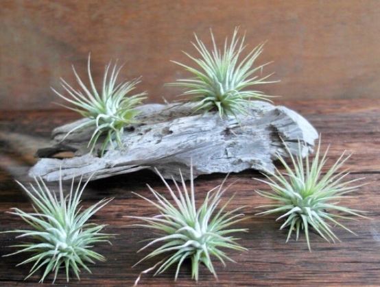 植物乾燥急救 植物乾燥急救