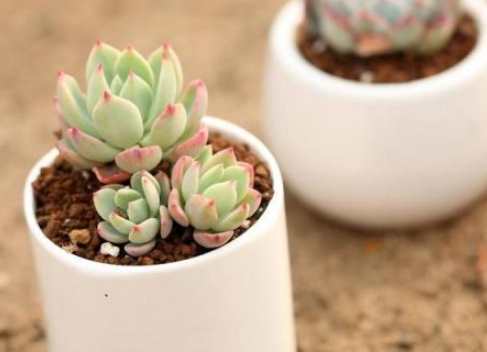 多肉冬天澆水頻率