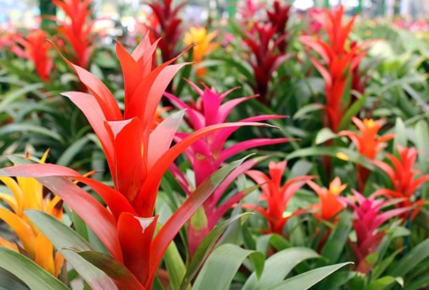 鳳梨花照顧方法