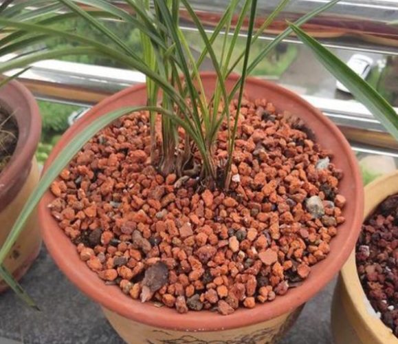 蘭花介質 蘭花介質