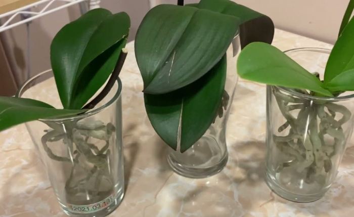 水培蘭花換水頻率 水培蘭花換水頻率