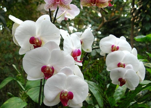 蝴蝶蘭養護方法