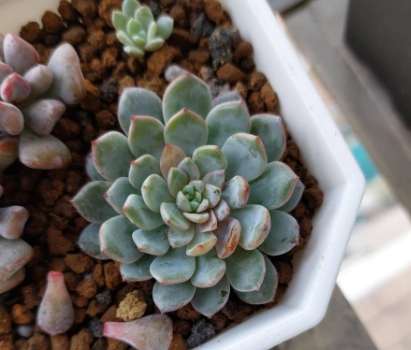 多肉植物黃葉處理 多肉植物黃葉處理