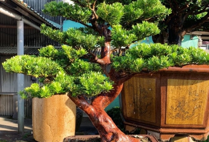 盆栽造型方法 盆栽造型方法