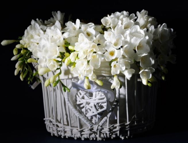 白色小蒼蘭象徵 白色小蒼蘭象徵