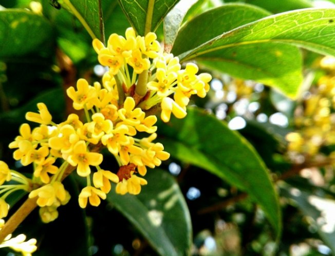 桂花病蟲害防治