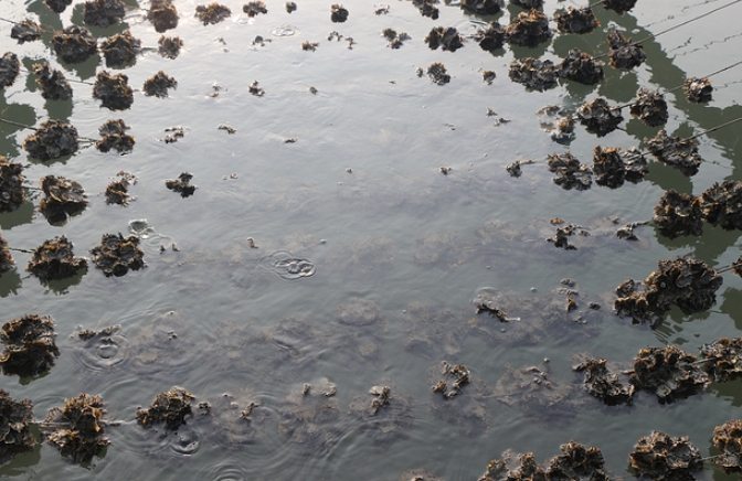 蘆竹溝蚵學園區旅遊