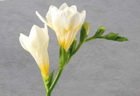 黃色小蒼蘭種植