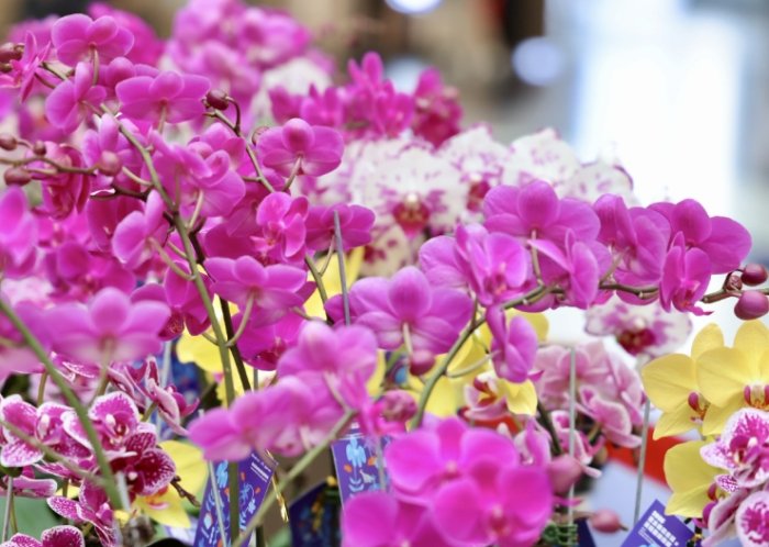 蝴蝶蘭組織培養 蝴蝶蘭組織培養