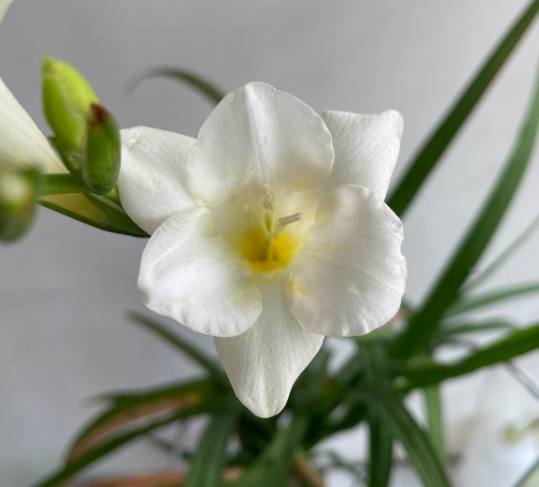 小蒼蘭養護技巧 小蒼蘭養護技巧