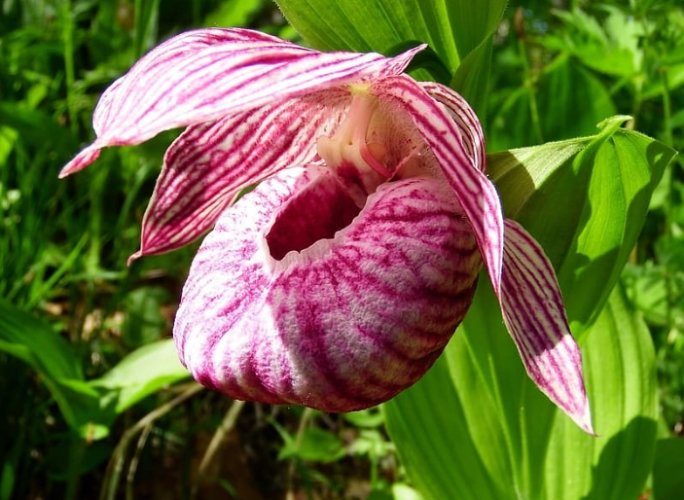 拖鞋蘭澆水頻率