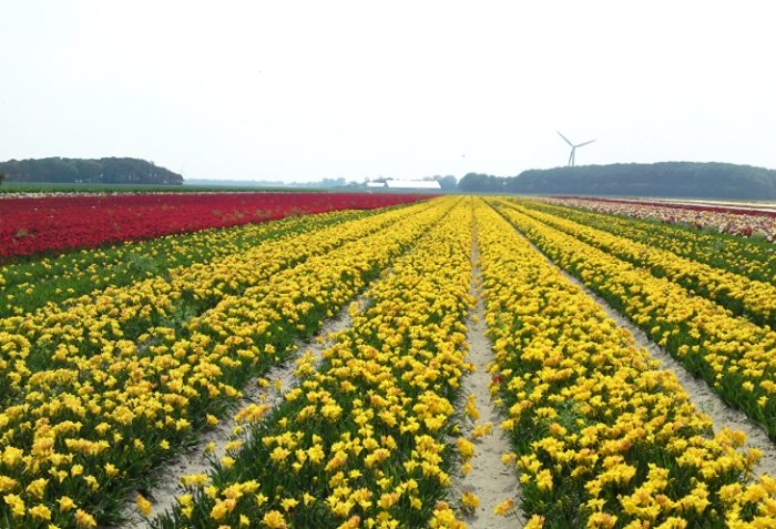 小蒼蘭種植 小蒼蘭種植