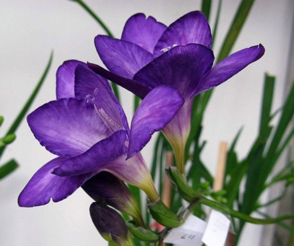 小蒼蘭白色花語 小蒼蘭白色花語