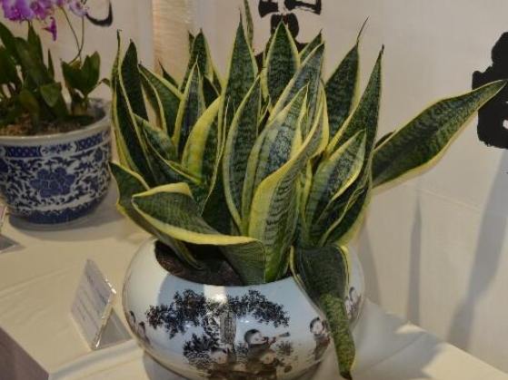 拖鞋蘭養護技巧